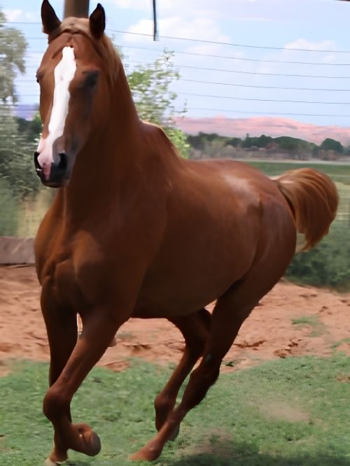 DWA EXPRESS (STALLION) **NOMINATED SIRE** SWEEPSTAKES NOMINATED