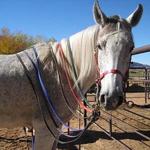 Biothane Reins