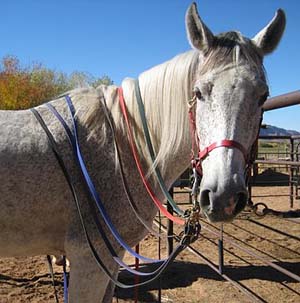 Biothane Reins