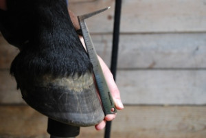 Precision Hoof Pick