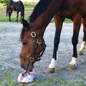 Redmond Rock Salt Lick