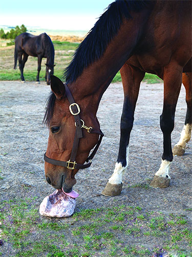 Redmond Rock Salt Lick